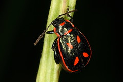 Coleoptera - Escaravelhos, joaninhas e gorgulhos