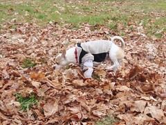 Prancing through the leaves