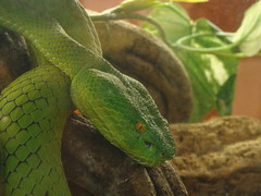 La Ferme aux Reptiles - La Bastide de Sérou
