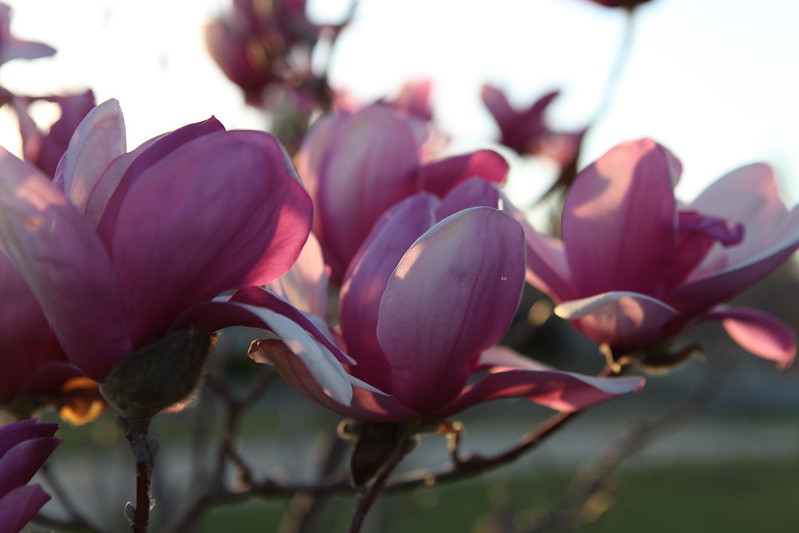 magnolia_73