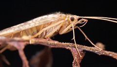 Caddisflies (Trichoptera) (all trips)