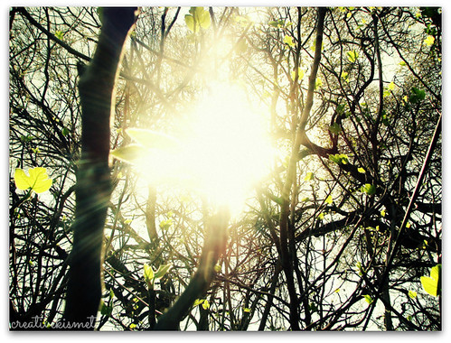 light through the trees