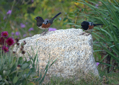 Two Spotted Towhees