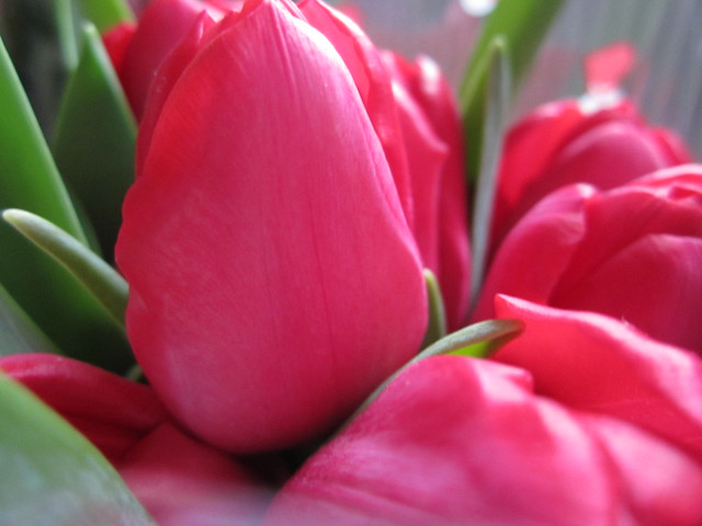 Tulips at Home