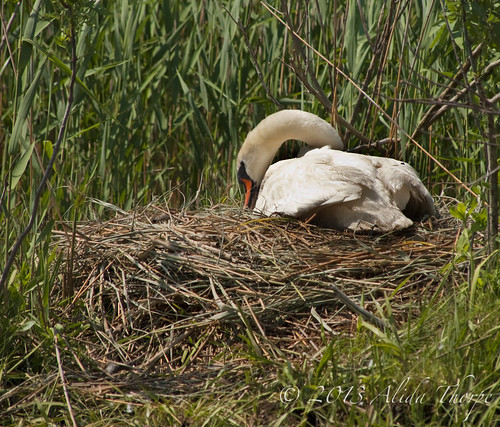 swan nest by Alida's Photos
