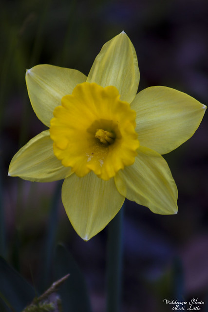 daffodil5