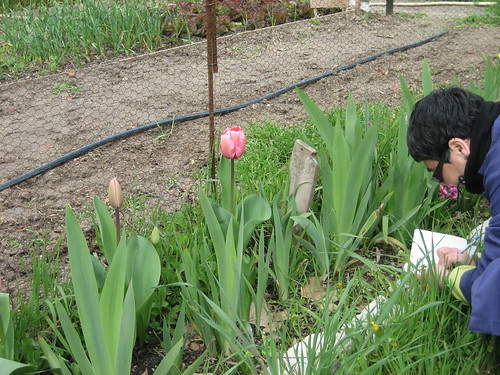Los tulipanes en flor by Huerta Agroecológica Comunitaria "Cantarranas" y 