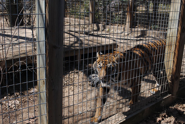 rescue zoo in Luray VA
