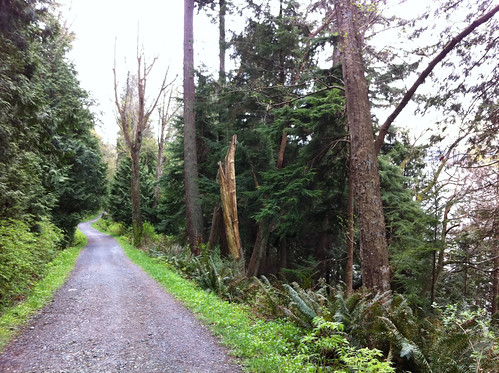 Typical trail in Stanley Park, wide and well maintained