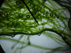 algues filamentoses