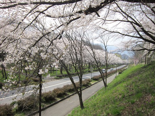 茅野市運動公園の桜／道路沿い　2013年4月16日13:33 by Poran111
