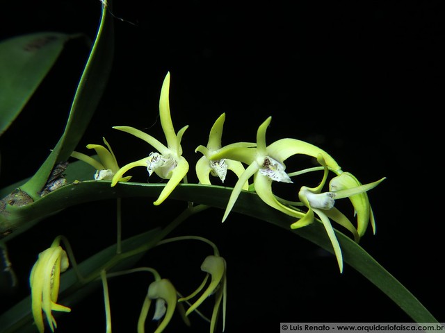 1130 - Dendrobium speciosum x hilda poxon