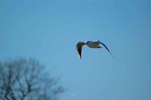 Gull 1 by birbee