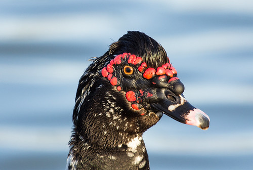 Muscovy Duck (domesticated)