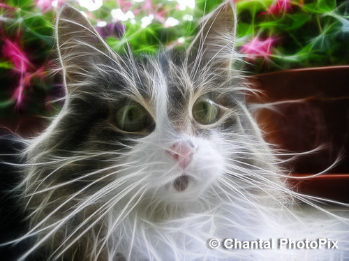Close-up of my Cute Kitty Cat by Chantal PhotoPix