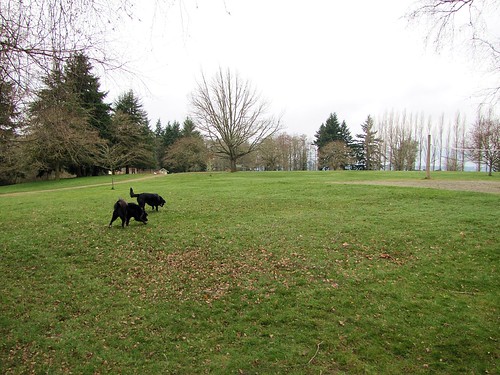 two dogs in an empty park