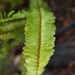 Garden Inventory: Sword Fern (Polystichum munitum) - 5