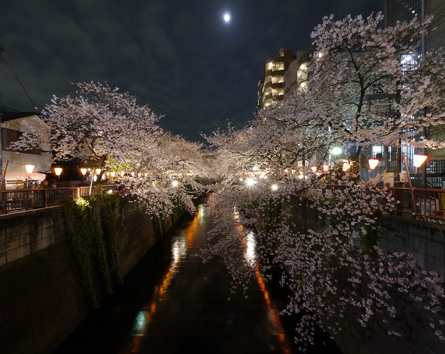 Cherry Blossom at Night