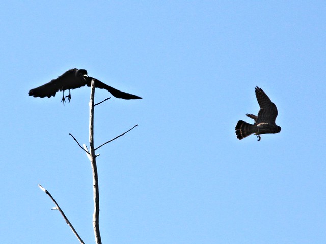 Crow vs Merlin 20130328