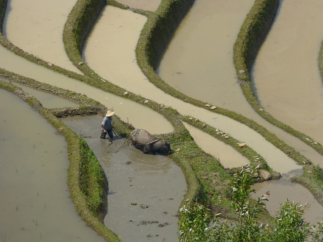 Yunnan 云南 Yuanyang 元阳县 Laohuzui 老虎嘴 terrasses de Baoshanzhai 保山寨 travaux dans les rizières