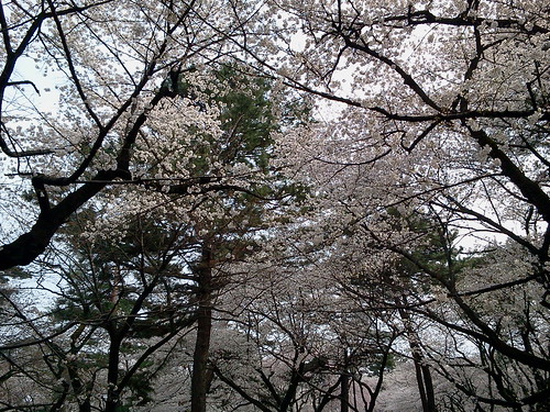 大宮公園の桜 3