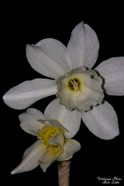 daffodil10