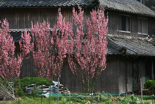 Sakura 2013