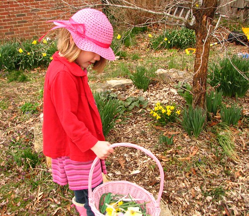 picking daffodils for Ma