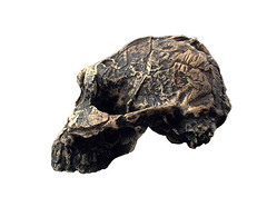 Australopithecus_boisei_KNM-ER-406-side_3232.jpg