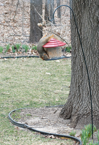 acrobat squirrel