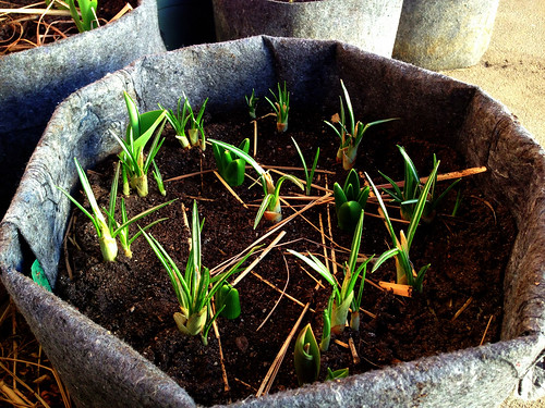 Crocus shoots and hyacinths