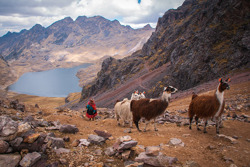 Trekking Llamas by FRAENA