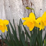 First Daffodils 2013 - 4