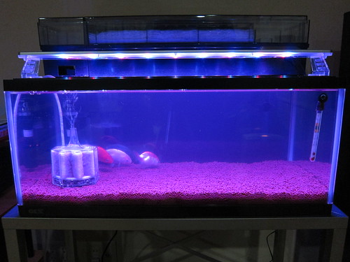 CLEAR LED 600 (RED&BLUE)