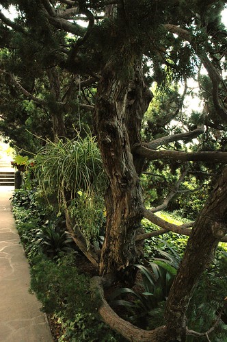 Rough bark, trees, path, spider plant, Self-Realization Fellowship garden, Encinitas, California, USA by Wonderlane