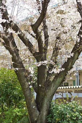 Cherry blossom "Somei Yoshino"