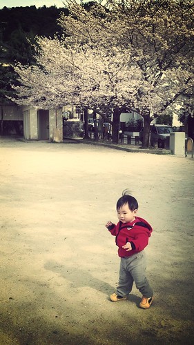 101 櫻花樹下練走路