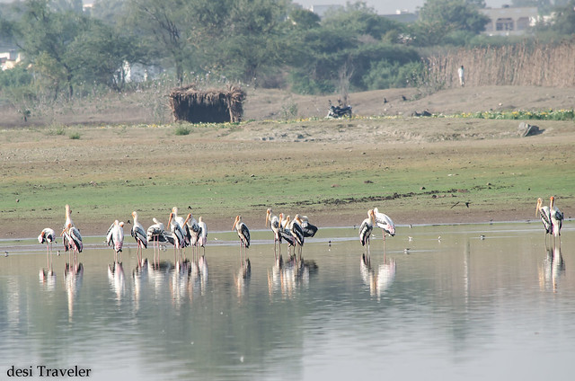painted storks in shallow waters of gandipet lake osman sagar