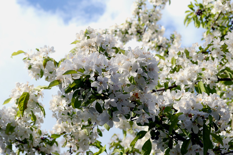 Ornamental Blossoms