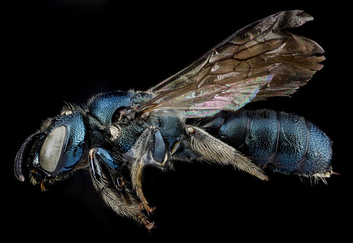 Ceratina dupla, F, side, New York, Kings County_2013-02-14-14.33.19 ZS PMax