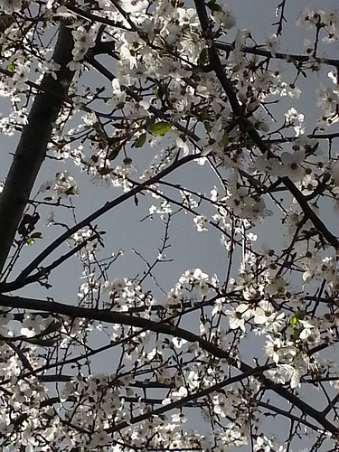 plum blossoms and storm cloud by LISgirl