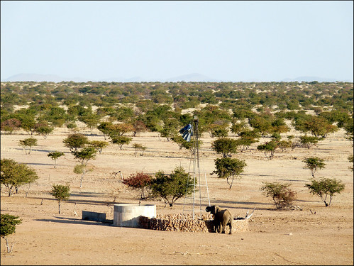 Namibia. Desert Adapted Elephant in Damaraland