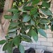 Garden Inventory: Ficus benjamina - 1