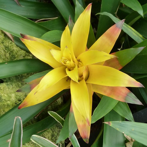 Chicago, Lincoln Park Conservatory, Yellow Bromeliad Foliage