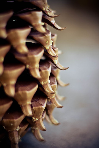 Barbed pinecone