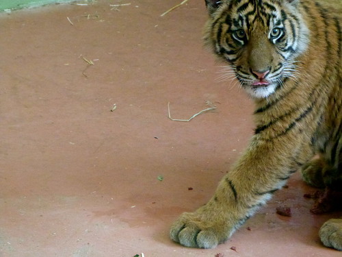 Tiger Cub, Snack
