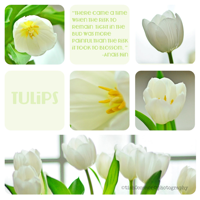 Tulips Spring Collage