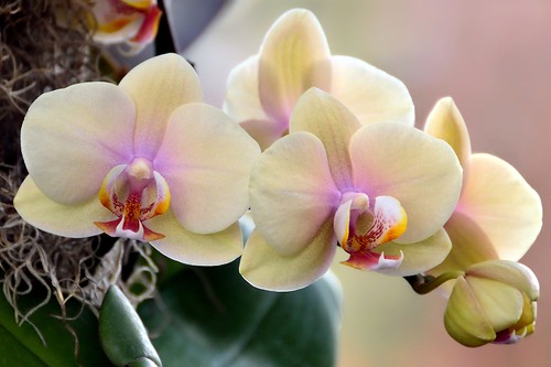 Orchid Glow