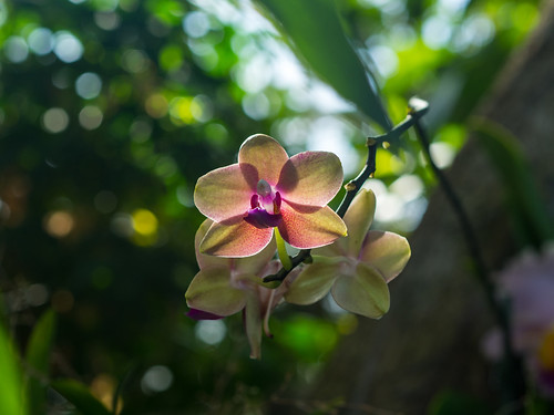 Light Through Orchid by DisHippy