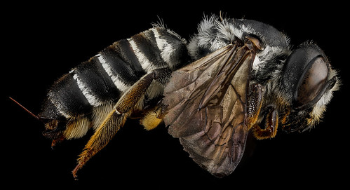 Megachile inimica, U, side, Maryland, Anne Arundel County_2013-03-27-14.24.44 ZS PMax